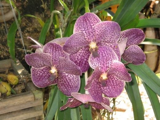 Il est facile de faire pousser une orchidée - soins