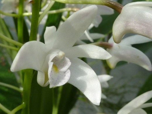Il est facile de faire pousser une orchidée - soins