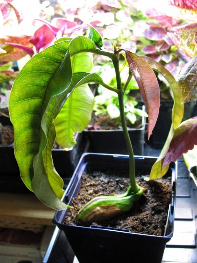 Semis de mangue, ou mangifera (Mangifera)