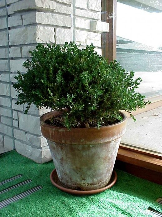 Plantes décoratives en pot pour terrasses et patios - entretien