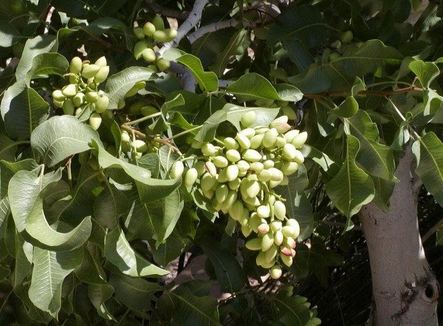 Un bouquet de pistaches sur une branche