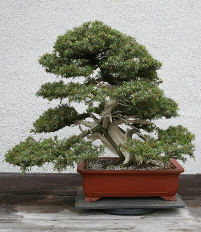 Style bonsaï Sharimiki