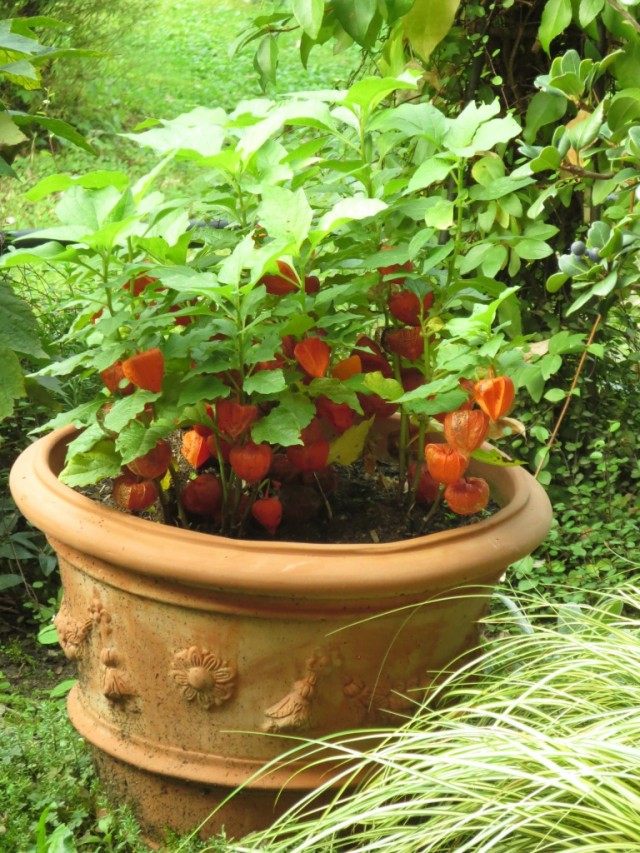 Physalis cultivé dans un pot de fleurs