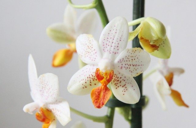 Orchidée Phalaenopsis Mini Mark