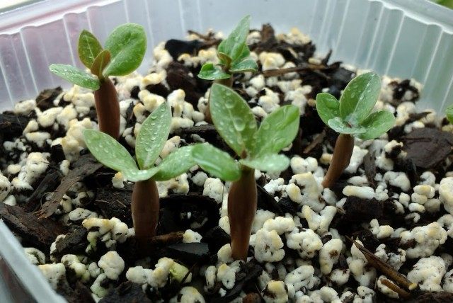 Adenium, semis, 2 semaines