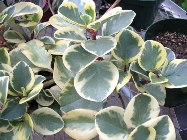 Peperomia à feuilles émoussées 'Variegata'