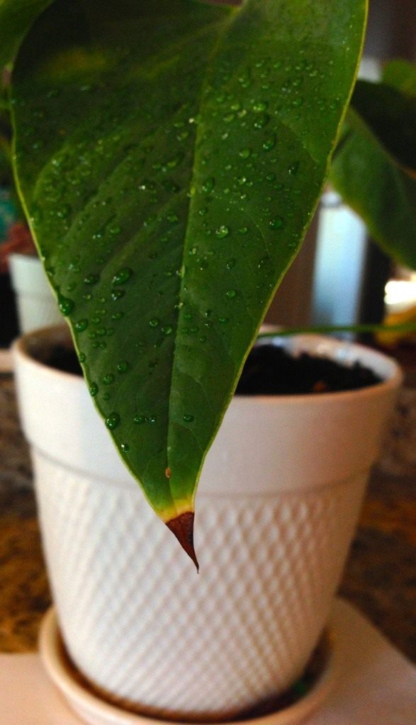 Les pointes des feuilles d'anthurium se dessèchent