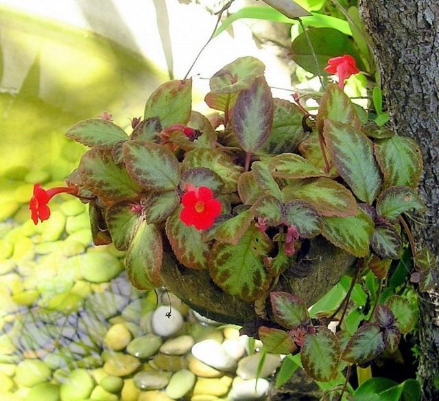 Episcia rouge cuivré (Episcia cupreata)