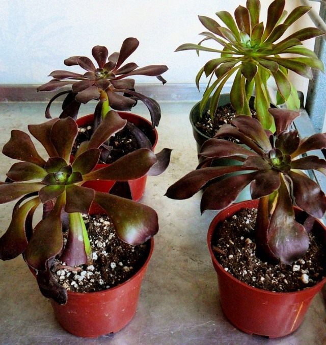 Aeoniums assis