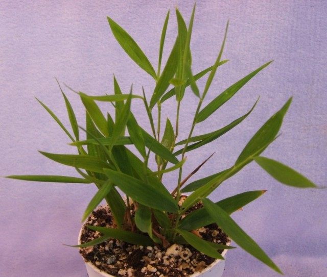 Pogonatherum hirsute (Pogonatherum crinitum)