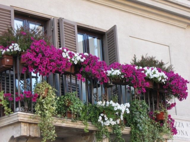 Des fleurs sur le balcon