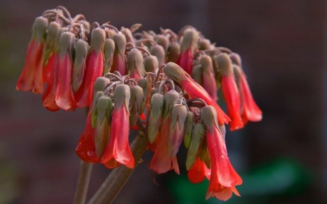 Bryophyllum Degremon en fleurs