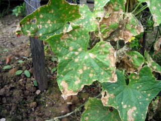 Anthracnose sur courgette
