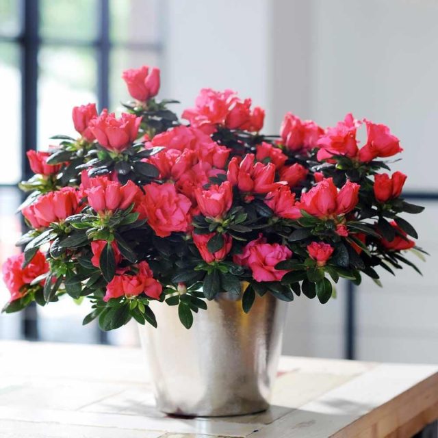 Dans un format de salle, les rhododendrons sont exposés dans des lieux à la lumière douce et diffuse.