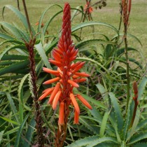 Arbre à fleurs d'aloès (Aloe arborescens)