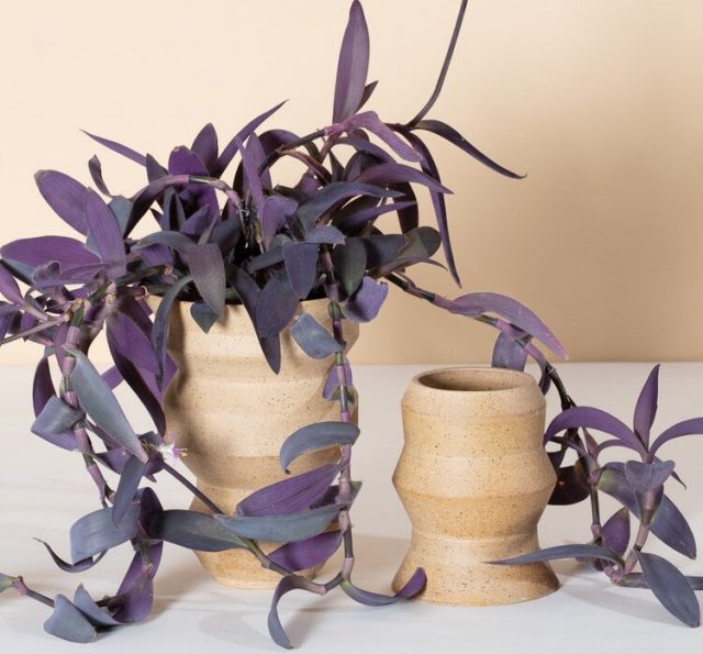 Chez Tradescantia pallida, le violet est la couleur dominante et presque unique.