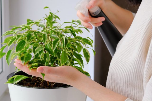 Avant de commencer l'alimentation foliaire, vous devez habituer la plante à une pulvérisation régulière.