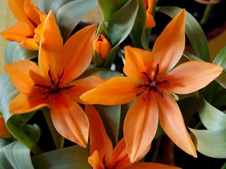 "Shogun" est l'une des tulipes botaniques à plus grande fleur