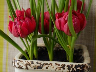 Tulipe "Tête-à-Tête" (Humilis Tête-à-Tête)