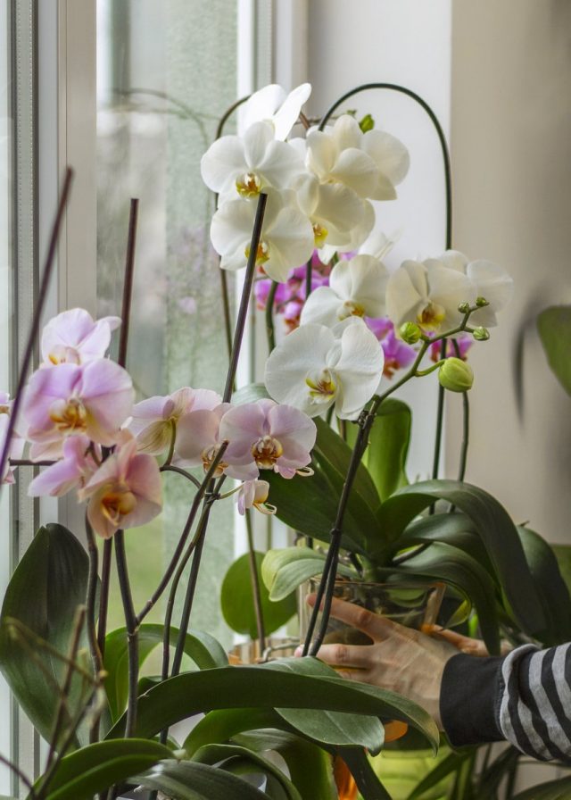 Au moindre soupçon d'infection, l'orchidée doit être immédiatement isolée et des mesures prises