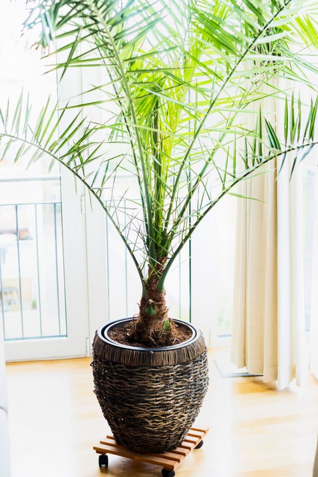 Le palmier dattier aime l'air frais.