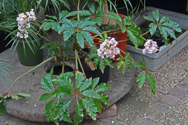Bégonia carolineifolia