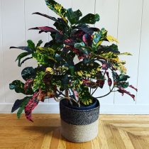 Codiaeum panaché (Codiaeum variegatum), cultivar 'Magnificent'