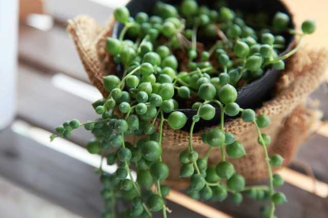 5 plantes succulentes très inhabituelles - Soins