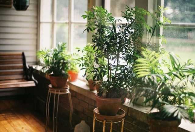 Aider les plantes d'intérieur après les vacances