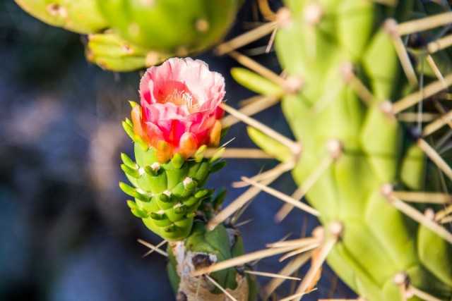 Austrocylindropuntia - le cactus original pour les producteurs de fleurs paresseux - De belles plantes d'intérieur