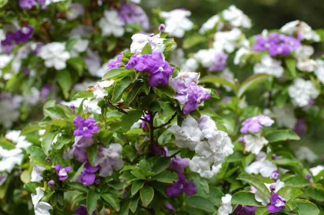 Brunfelsia – une fleur changeante au parfum magique – soin