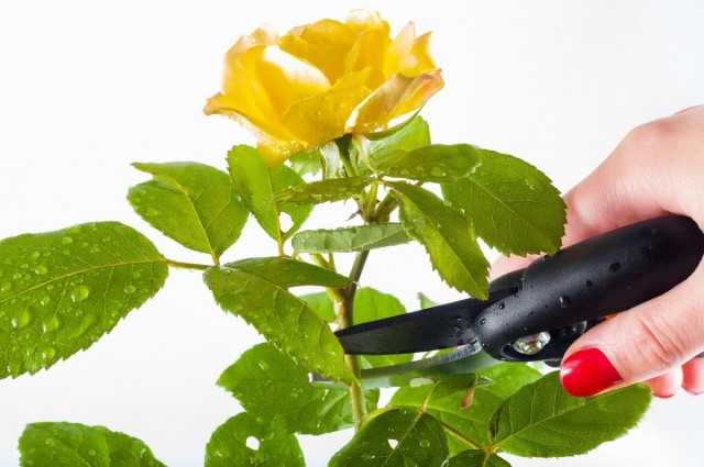 Comment tailler correctement un rosier d’intérieur ?