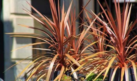 Cordilina - une alternative plus lumineuse au dracaena - Belles plantes d'intérieur