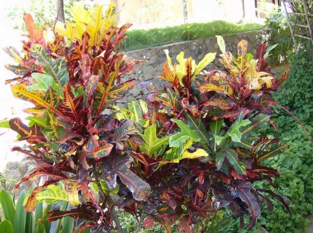 Croton, ou feu d'artifice de couleurs - soins