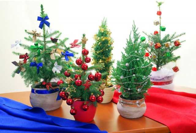 Des conifères vivants au lieu d'un arbre de Noël - De belles plantes d'intérieur