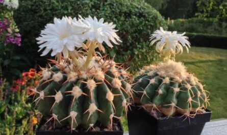 Discocactus - le plus populaire des cactus à fleurs - Belles plantes d'intérieur