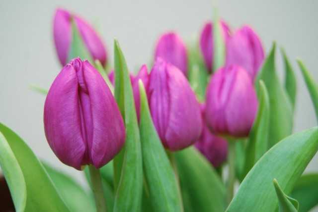 Forçage des tulipes - soins
