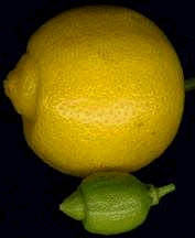 Citron vert (Citrus limetta)