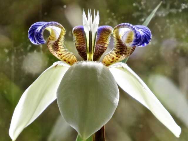 Iris marchant, ou Neomarika - un magnifique exotique sur le rebord de la fenêtre-Soins