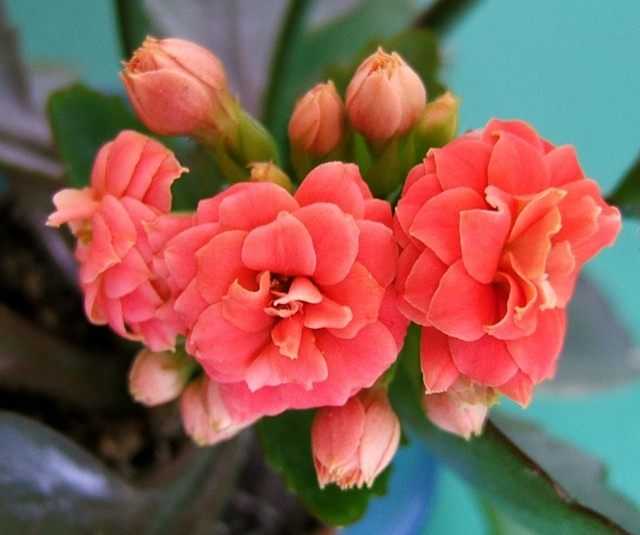Kalanchoe Blossfeld - fleur sous le capot - soins