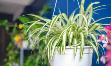 Les plantes d'intérieur les plus utiles, ou l'air guérisseur de nos soins à domicile