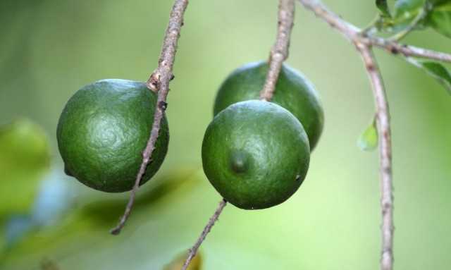Macadamia, ou noyer australien - soins
