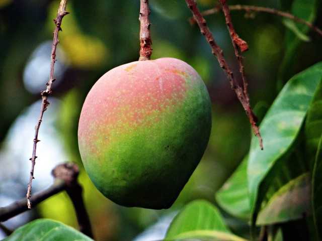 Mangue - fruit juteux - soin