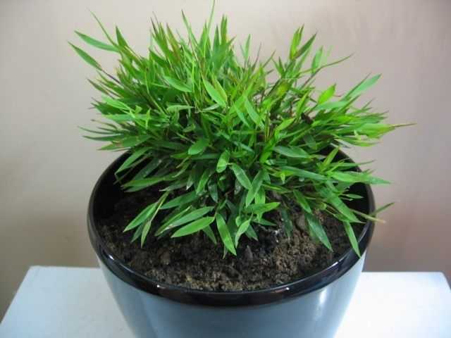 Mini pogonaterum en bambou