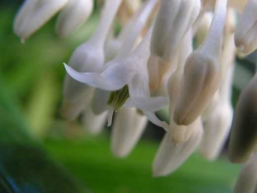 Ophiopogon japonais, muguet japonais - soins