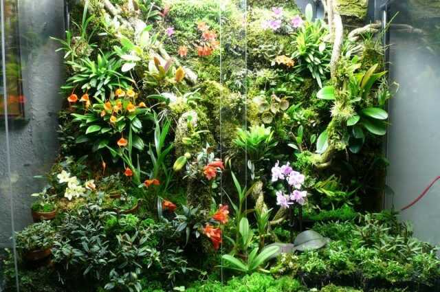 Orchidarium - une "maison" confortable pour les orchidées - De belles plantes d'intérieur