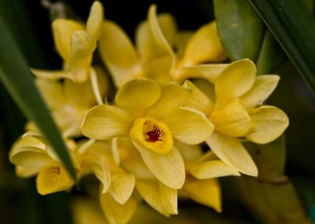 Orchidées dendrobium - soins