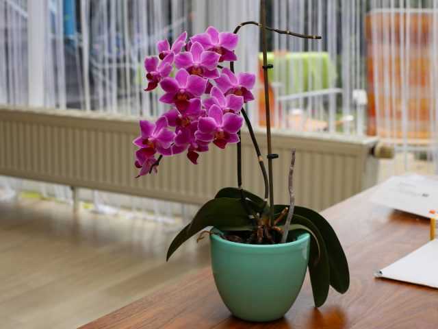 Quelle orchidée choisir pour la maison ? se soucier