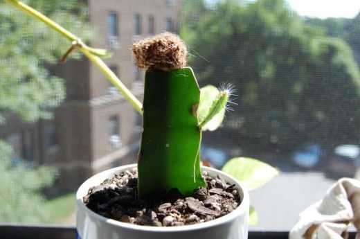 Reproduction de cactus - soins