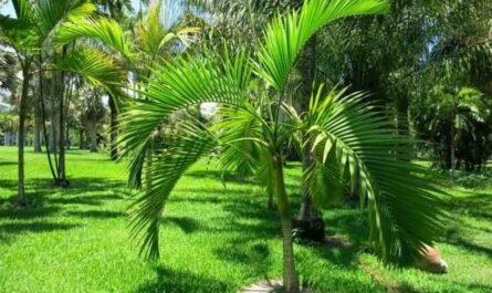 Silhouettes de palmiers à bétel modèle Areca